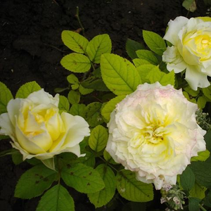 Trandafir cu parfum discret - Chapeau de Mireille